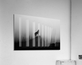 Lone Wolf Howling in Fog  Acrylic Print