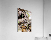 Oak sprout  Acrylic Print