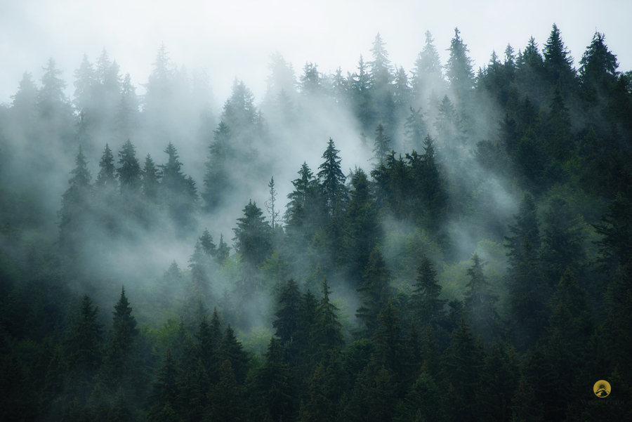 Foggy Moutain  Forest  Print