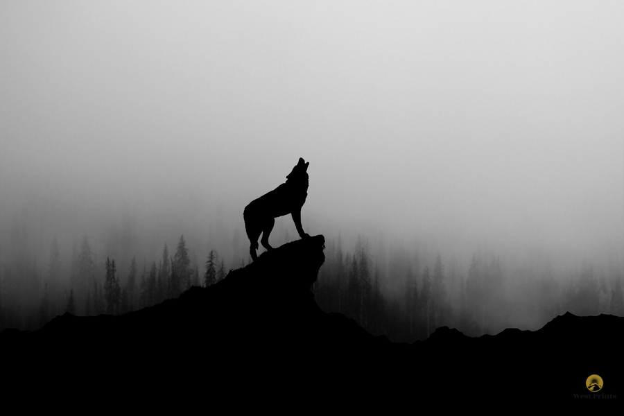 Lone Wolf Howling in Fog  Print