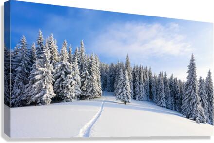 Winter landscape with fair trees under the sn  Canvas Print
