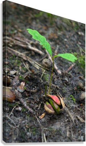 From small acorn mighty oak trees grow sprout  Canvas Print
