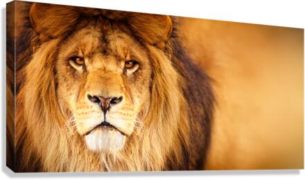 Lion  Canvas Print