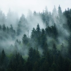 Foggy Moutain  Forest