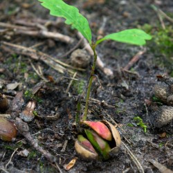 From small acorn mighty oak trees grow sprout