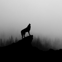 Lone Wolf Howling in Fog