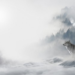 Wolves Howling in Morning Fog
