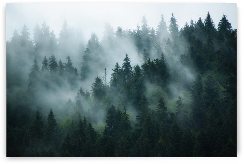 Foggy Moutain  Forest by JesseLeonard