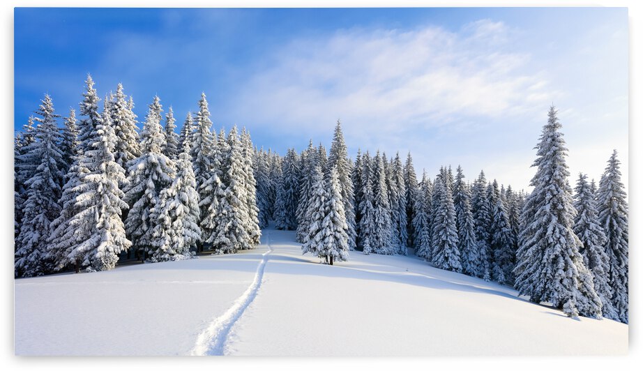Winter landscape with fair trees under the sn by JesseLeonard