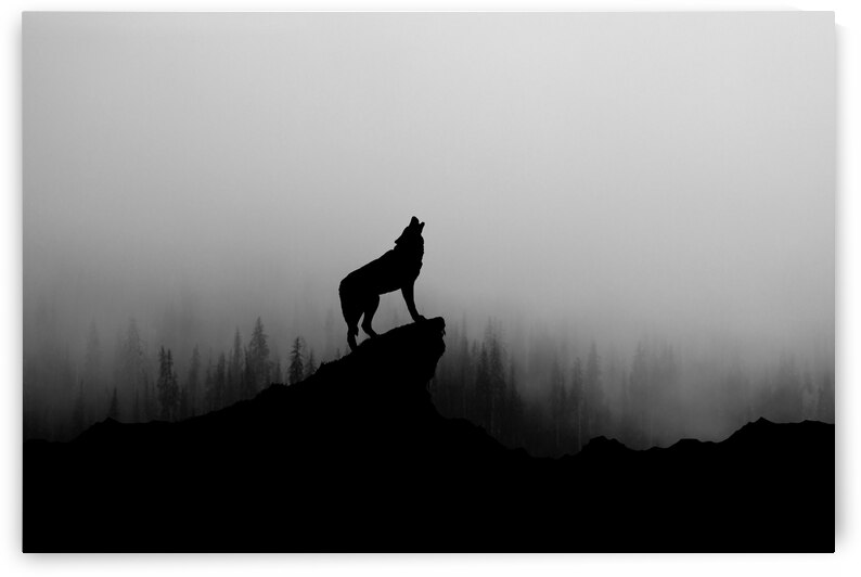 Lone Wolf Howling in Fog by JesseLeonard
