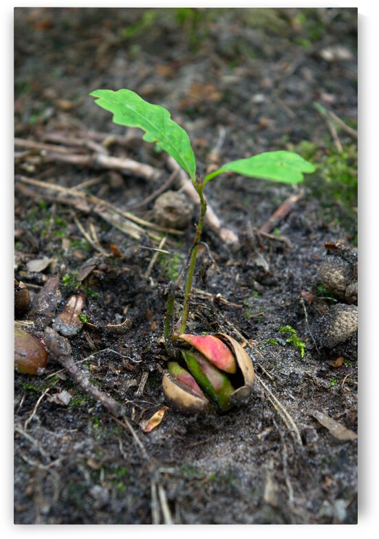 From small acorn mighty oak trees grow sprout by JesseLeonard