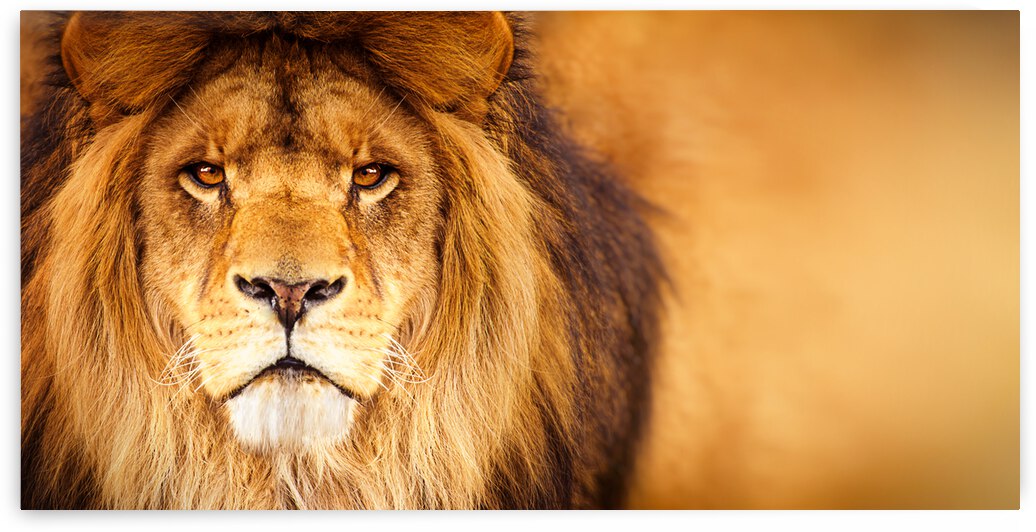 Lion by JesseLeonard