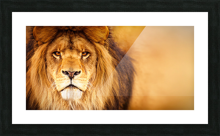 Lion  Framed Print Print
