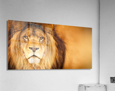 Lion  Impression acrylique