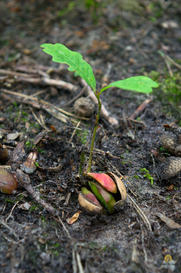 From small acorn mighty oak trees grow sprout  Imprimer